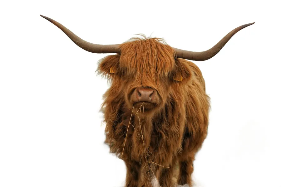 Animal background removed example (after)