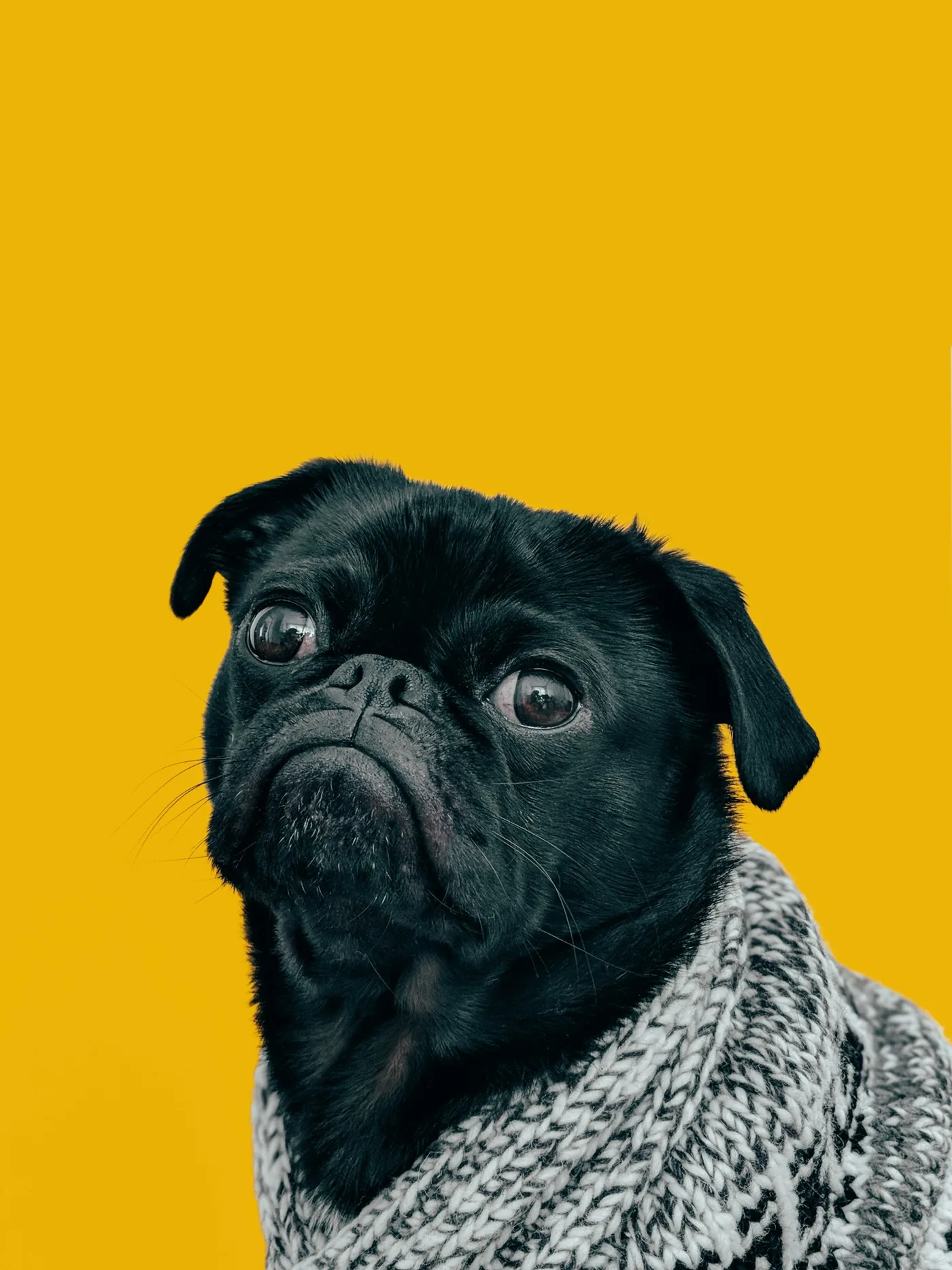 Sample dog